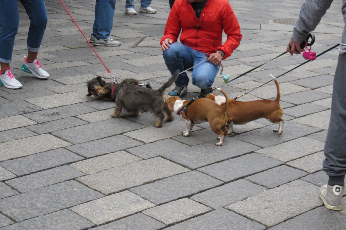 Cani a spasso per Aosta
