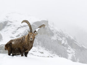 Uno stambecco nel territorio del Parco nazionale Gran Paradiso