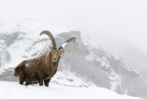Uno stambecco nel territorio del Parco nazionale Gran Paradiso