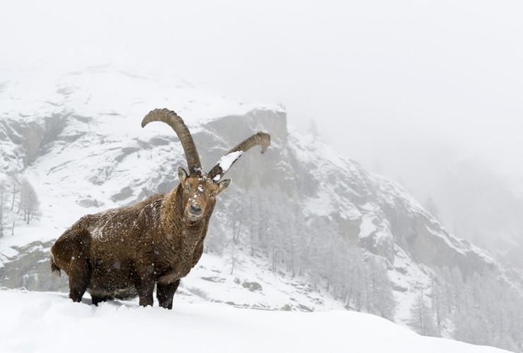 Uno stambecco nel territorio del Parco nazionale Gran Paradiso