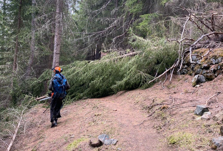Un intervento in un bosco per risolvere i danni provocati dal maltempo di aprile