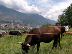 Mucche al pascolo in Valle d'Aosta