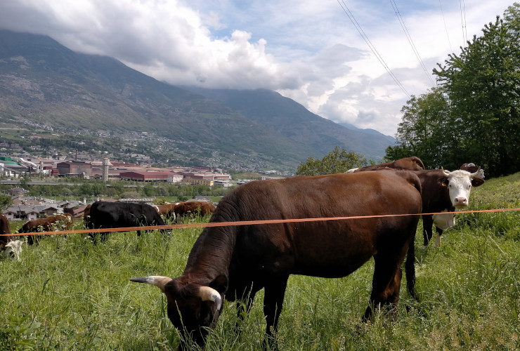 Mucche al pascolo in Valle d'Aosta