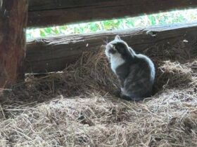 Un gatto in un fienile a Cogne