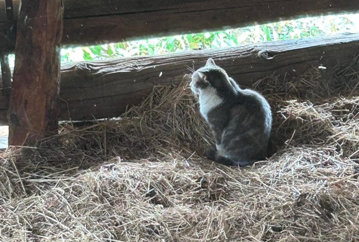 Un gatto in un fienile a Cogne