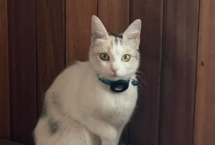 Il gatto col gps, ritrovato spento in un prato di Cogne