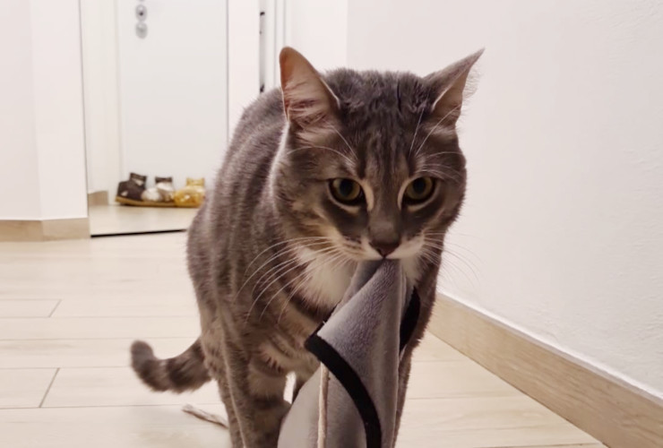Uno dei gatti scomparsi a Cogne