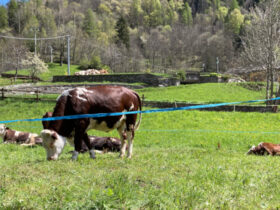 Mucche al pascolo