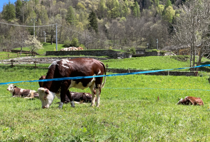 Mucche al pascolo