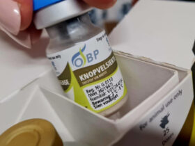 Un flacone di vaccino contro la dermatite nodulare contagiosa (Lsd)