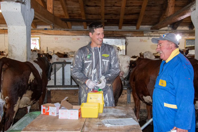 Un veterinario ed un allevatore durante la vaccinazione contro la Lsd
