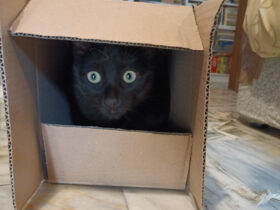 Gatto in scatola