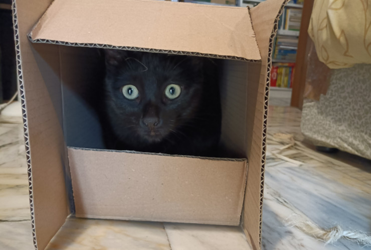 Gatto in scatola