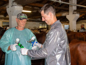 Veterinari durante le operazioni di vaccinazione contro la lsd