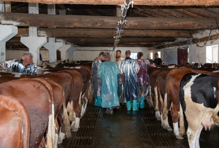Veterinari valdostani durante le vaccinazioni contro la Lsd
