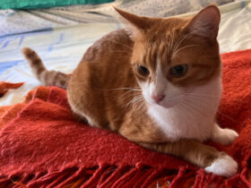 Un gatto casalingo valdostano