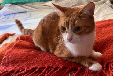 Un gatto casalingo valdostano