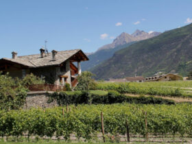 Le vigne dell'azienda vitivinicola di Saint-Pierre
