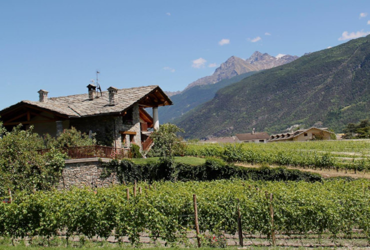 Le vigne dell'azienda vitivinicola di Saint-Pierre