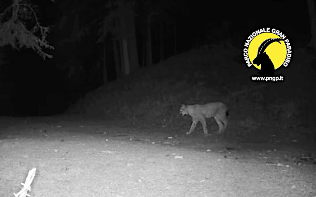 Nuovo avvistamento di una lince nel Parco nazionale Gran Paradiso