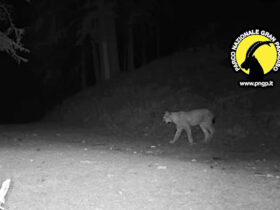 La lince nel video pubblicato dal Parco nazionale Gran Paradiso