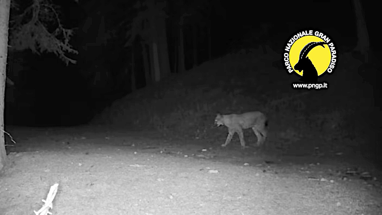 La lince nel video pubblicato dal Parco nazionale Gran Paradiso