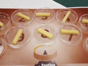 Fontine in degustazione al concorso Modon d'Or