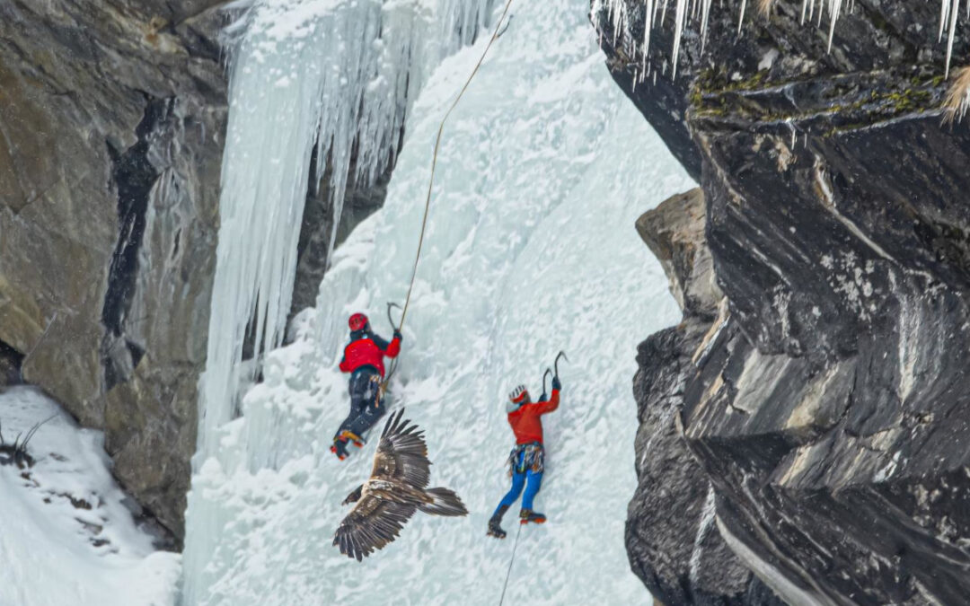 Istituita una zona di tutela in Valnontey, a Cogne per la nidificazione del gipeto