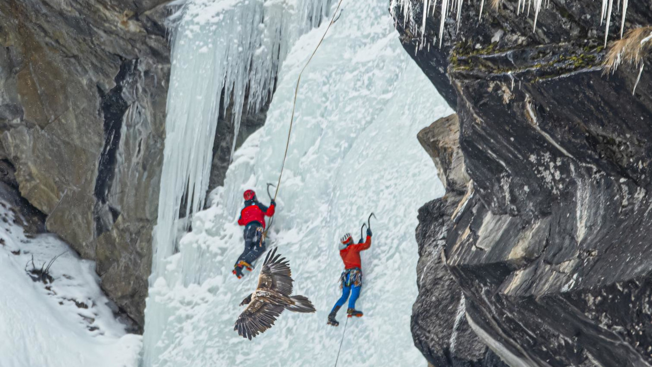 Un gipeto tra due scalatori di ghiaccio, a Cogne (Ffto di Roberto Andrighetto)