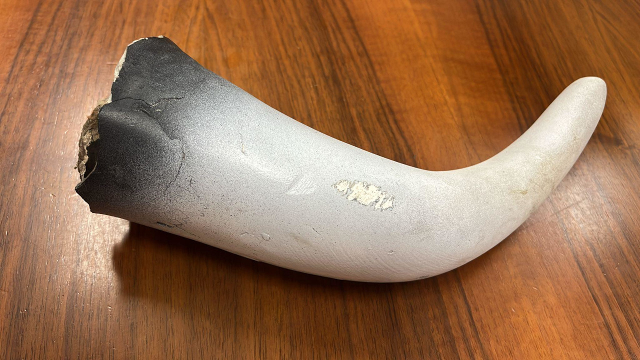 La corna finta staccata alla mucca della rotonda sulla ss26