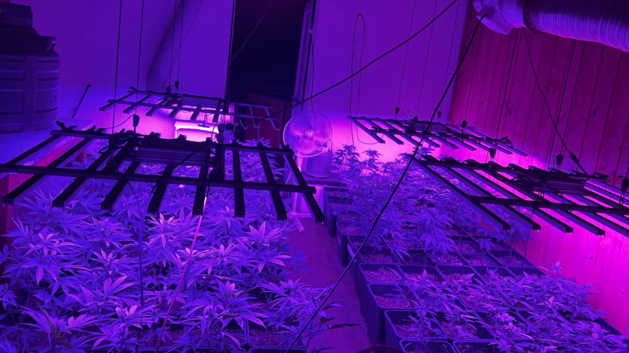 La serra casalinga scoperta dalla Polizia