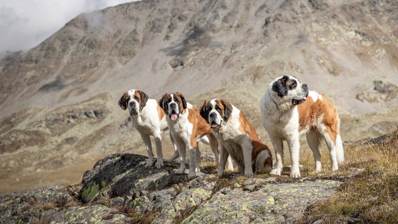 L'UFFICIO STAMPA DEL COMUNE DI AOSTA VERRÀ ESTERNALIZZATO 2 I cani San Bernardo all'origine del progetto Interreg 'Destination Barry'