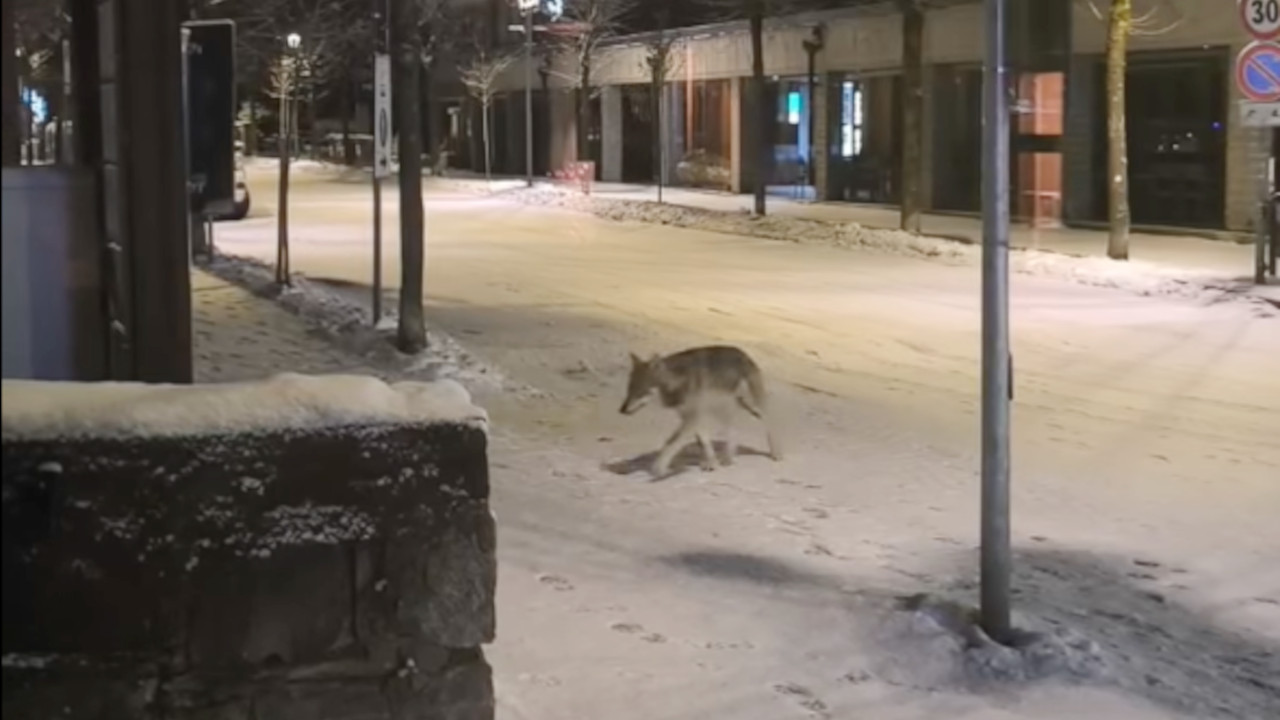 Un lupo in giro a Courmayeur
