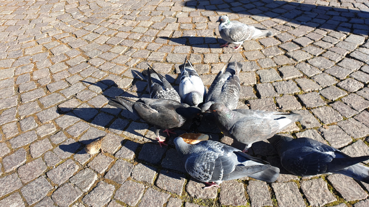 Piccioni si cibano in piazza Chanoux ad Aosta